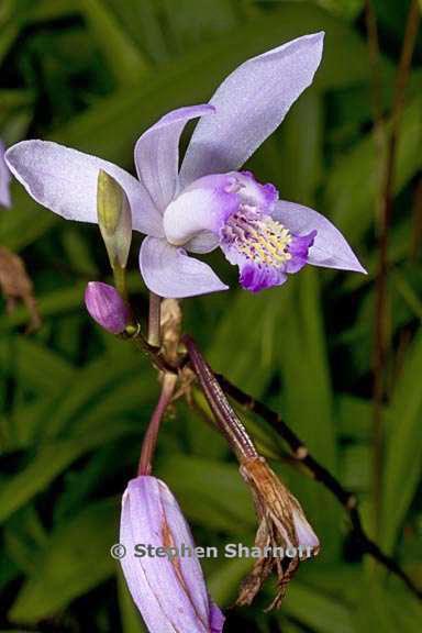 bletilla striata 4 graphic